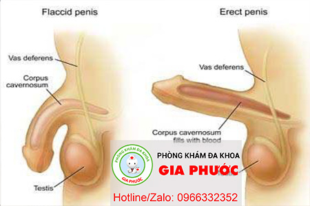 yeu sinh ly gau khong cuong cung duoc hoac cuong cung khong duoc lau